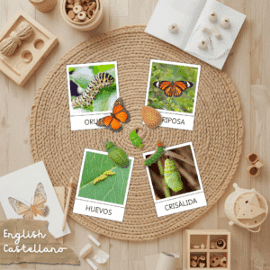 ciclo vida mariposa