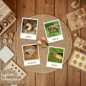ciclo vida abeja