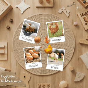 ciclo vida gallina