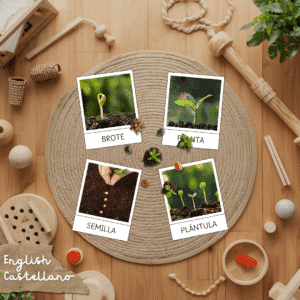 ciclo vida planta