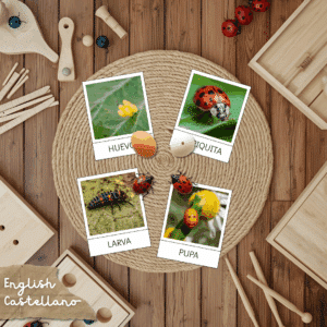 ciclo vida mariquita
